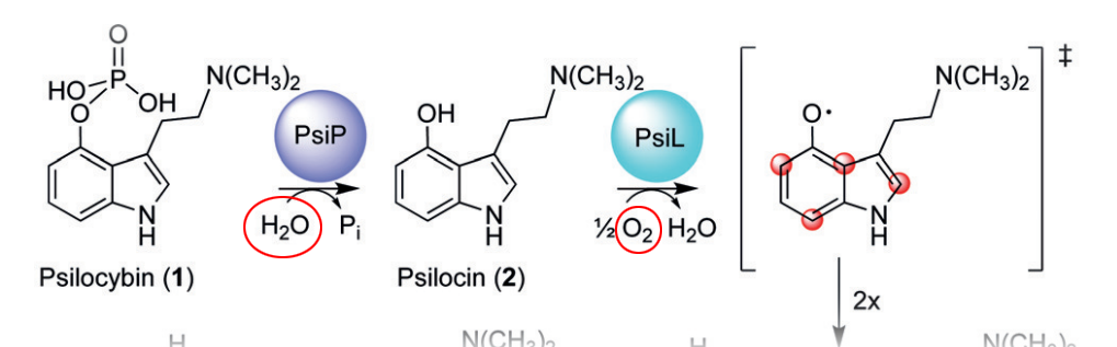 Degradation reaction circled (https://pmc.ncbi.nlm.nih.gov/articles/PMC7004109/)