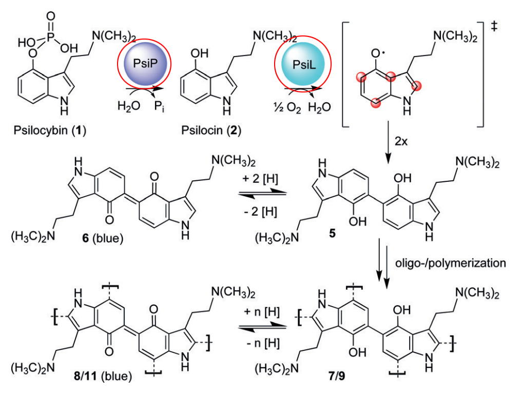 Degradation reaction (https://pmc.ncbi.nlm.nih.gov/articles/PMC7004109/)